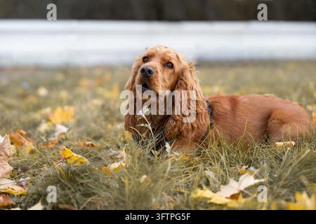 Golden Cocker Spaniel liegt in der Nähe und repräsentiert ein Hundepflege-, langes seidiges Fellpflege- und Premium-Haustiernahrungskonzept. Abstrakter Haustierhintergrund mit Stockfoto