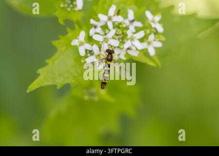 Schwebfliege aus der Familie der Syrphidae, die auf einem Büschel kleiner weißer Blüten ruht, mit einem schwarz-gelb gemusterten Abdomen Stockfoto