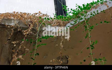 Grüne Efeuranken klettern über eine verwitterte Betonmauer. Braune trockene Blätter kontrastieren mit frischem grünem Wachstum. Regentropfen fallen auf die weiß gestrichene Kante oben. Stockfoto