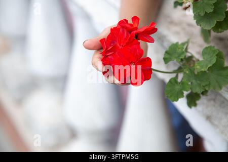Nahaufnahme einer Hand, die zarte rote Geranienblüten neben üppigem Pflanzenwuchs sanft hält, mit weichem verschwommenem Hintergrund, natürlichem Tageslicht und ruhigem Zuhause Stockfoto