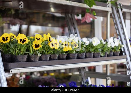 Reihen von kleinen gelben und weißen Stiefmütterchen, die in schwarzen Plastiktöpfen gepflanzt sind, stehen auf einem Ladenregal und repräsentieren eine saisonale Kollektion von blühenden Blumen Stockfoto
