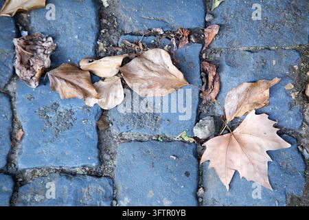 Trockene gefallene Blätter, die über einen verwitterten blauen Steinbelag mit rissigen Fugen, rauer Textur und gedämpften Herbstfarben in Nahaufnahme auf Bodenhöhe verstreut sind Stockfoto