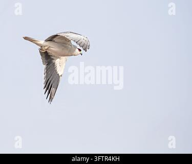 Ein Schwarzer Schwalbenschwanz, der mit halb gesenkten Flügeln fliegt Stockfoto