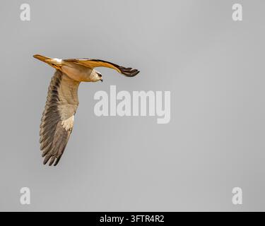 Ein Schwarzschwingensegler fliegt in blauem Himmel Stockfoto