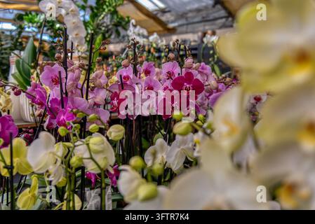 Eine atemberaubende Makro-Nahaufnahme, die lebendige rosa und tief magentafarbene Phalaenopsis-Orchideenblüten mit weich ausgeblendeten Blumenelementen im Vordergrund zeigt Stockfoto