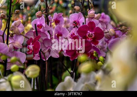 Eine atemberaubende Makro-Nahaufnahme, die lebendige rosa und tief magentafarbene Phalaenopsis-Orchideenblüten mit weich ausgeblendeten Blumenelementen im Vordergrund zeigt Stockfoto
