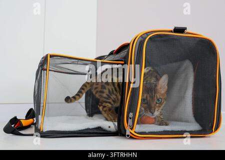 Neugierige Bengalkatze sitzt in einem schwarzen Netz-Tiertransportbehälter, Mund offen beim Gähnen oder Miauen, drinnen auf hellem Boden vor weichem neutralem Hintergrund, zeigt Reise Stockfoto