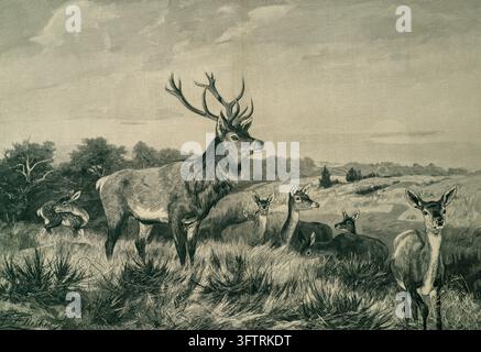 Majestätischer Rothirsch mit beeindruckendem Geweih in einer natürlichen Landschaft – Umgeben von Hinden und einem Rehkitz, nach einem Gemälde von C. G. Deiter. Stockfoto