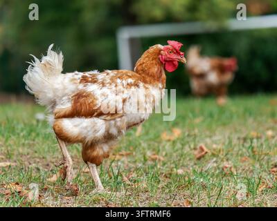 Braune und weiße Haushühner (Gallus gallus f. domesticus) auf Gras in Les Planches-en-Montagne Stockfoto