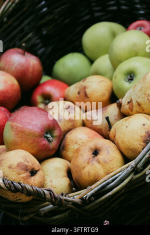 Herbst-Ernte-Stillleben mit Äpfeln und Birnen. Ländlicher Marktstand mit frischen Früchten in einem Weidenkorb. Hintergrund mit gesunden Lebensmitteln. Saftige Äpfel und Birne Stockfoto