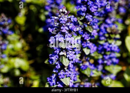 Ajuga reptans ist gemeinhin als Bugle, Blauer Bugle, Bugelkraut, Bugelgras, Teppichkraut, Teppich-Bugelgras und Gewöhnlicher Bugle bekannt. Stockfoto