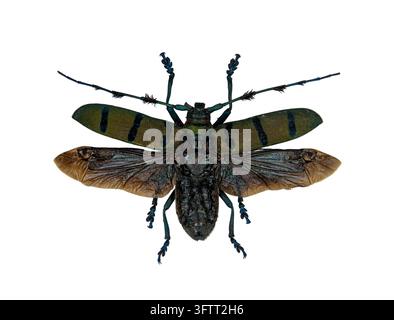 Oberansicht eines Longhorn-Käfers Diastocera wallichi aus der Familie der Bockkäfer mit ausgebreiteten Flügeln und Elytren, isoliert auf einem sauberen weißen Hintergrund. Stockfoto