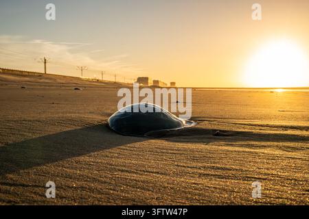 Gestrandete Quallen am Strand bei Sonnenuntergang, belgische Küste Stockfoto