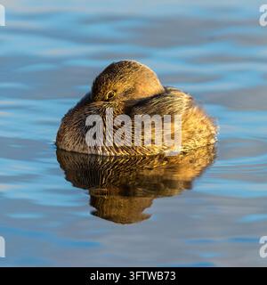 Nahaufnahme eines Grauschnabel-Schwimmhuhns (Podilymbus podiceps), das auf ruhigem blauem Wasser ruht, mit nach hinten in die Federn gestecktem Kopf und offenem Auge mit perfektem Reflex Stockfoto
