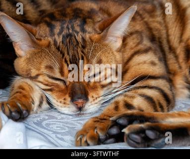 Bengal-Katze Stockfoto