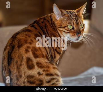 Bengal-Katze Stockfoto