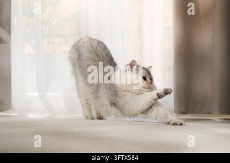 Eine silberne Katze streckt ihre Vorderpfoten in einem langen Morgenstreck. Natürliches Fensterlicht schafft eine friedliche Wohnatmosphäre. Stockfoto