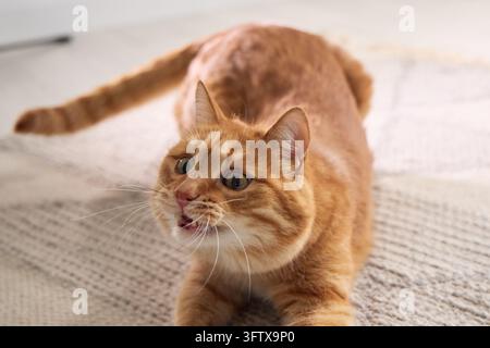 Ingwer-Gelbkatze schaut mit offenem Mund in einem hellen Wohninterieur nach oben. Ausdrucksstarkes Gesicht schafft ein lebhaftes kommerzielles Haustierporträt. Stockfoto