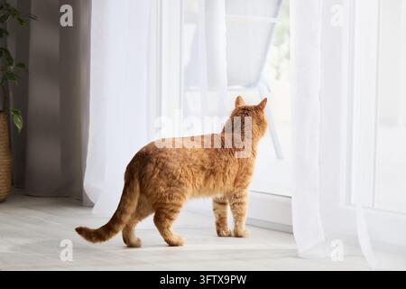 Ingwer-Gelbkater steht in der Nähe eines großen Fensters in einer modernen Wohnung. Friedlicher Innenbereich fängt Neugier und alltägliches Wohnleben ein. Stockfoto