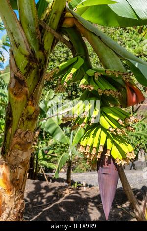 Unreife grüne Bananen, die mit purpurroter Blume am Baum wachsen, Santo Antao Stockfoto