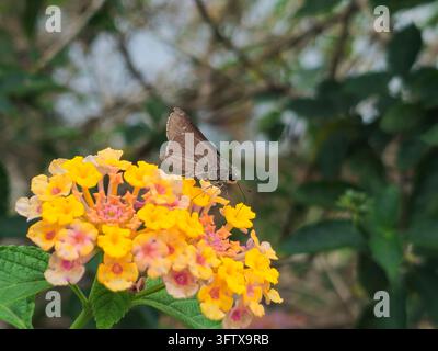 Nahaufnahme eines kleinen braunen Waldkaterfalters, der an gelben Lantana-Blüten nährt. Stockfoto