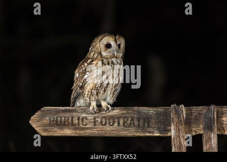 Eine wilde Waldohreule sitzt aufmerksam auf einem rustikalen hölzernen Wegweiserpfosten während einer dunklen Nacht in der englischen Landschaft. Stockfoto