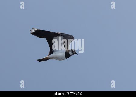 Kiebitz, Flug, fliegend, Flugbild, Vanellus vanellus, Schnepfe, nördliche Schnepfe, Triele, Triele, Tuit, Tew-it, Grüntriele, Pyewipe, fliegend, Flug, L Stockfoto