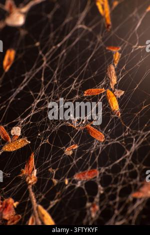 Das Dark Web leuchtet sanft vor einem tiefen, schattigen Hintergrund. Orangefarbene Blätter schweben sanft über die feinen, verwickelten Stränge. Eine winzige Spinne ruht in der Mitte, mo Stockfoto