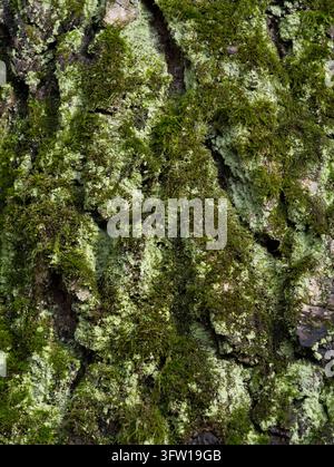 Textur von Baumrinde, die mit grünem Moos bedeckt ist, in einem Herbstwald. Stockfoto