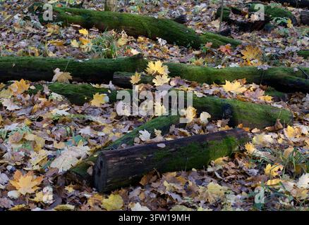 Baumstamm, der im Herbstwald mit leuchtend grünem Moos bedeckt ist. Stockfoto