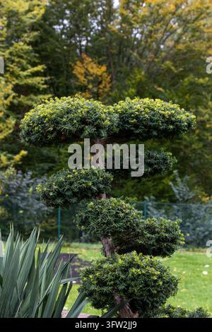 Elegant geformter Niwaki-Topiär-Wolkenbaum mit abgestuften Blattpolstern, der im Freien in einem gestalteten Garten mit Herbstbäumen im Hintergrund wächst. Stockfoto