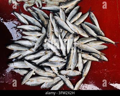 Haufen von silberfarbenen kleinen Fischen, nass und frisch auf rotem Hintergrund, natürliche Nahrungsquelle Stockfoto
