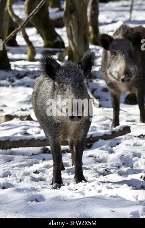 Plötzlich stehen die beiden Wildschweine vor dem Fotografen Stockfoto