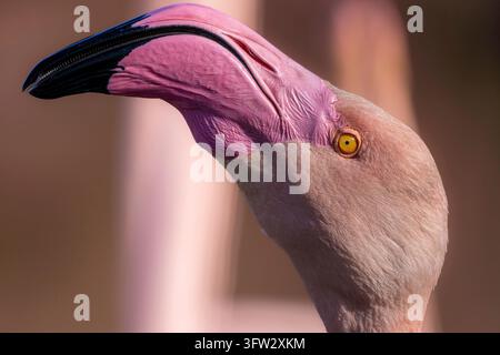 Ein Nahaufnahme-Bild betont den rosafarbenen Kopf, den gebogenen Schnabel und das leuchtend gelbe Auge eines Flamingos Stockfoto