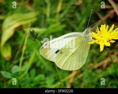 Ein weißlicher Schmetterling, kleiner Kohlweißling (pieris rapae) mit feiner Flügelzeichnung saugt Nektar an einer gelben Blume, Berlin Stockfoto