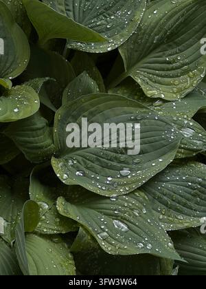 Nahaufnahme von Hostablättern mit Wassertropfen nach dem Regen, natürlicher Texturrückgrund. Stockfoto