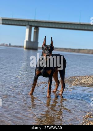 Dobermann steht im flachen Wasser mit einer Brücke im Hintergrund. Stockfoto