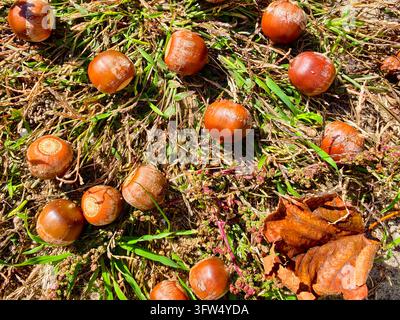 Nahaufnahme von reifen roten Eicheln, die auf hellem grünem Gras in einer sonnenbeschienenen Waldlichtung verstreut sind. Wunderschöner Herbst-Naturhintergrund, der Texturen zeigt Stockfoto