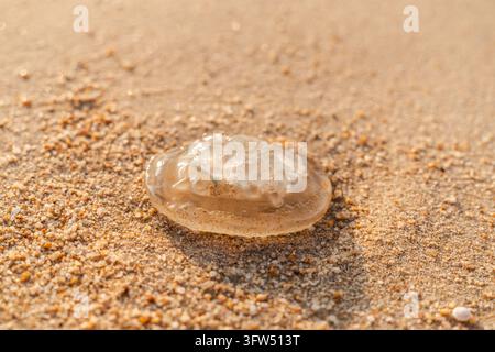 Eine durchscheinende Qualle ruht auf einem sonnenbeschienenen Sandstrand, umgeben von feinen Körnern und kleinen Muschelstückchen. Stockfoto