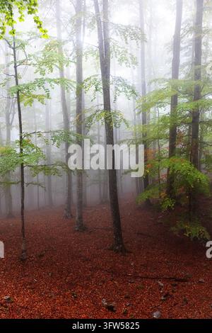 Nebliger Herbstmorgen im mystischen Buchen- und Tannenwald von Kocevski Rog, Slowenien. Magische Waldlandschaft mit farbenfrohem Laub. Stockfoto