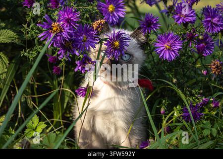 Siamesisches Kätzchen mit blauen Augen, das sich zwischen lila Asterblumen in einem Garten versteckt. Stockfoto