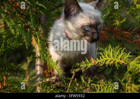 Siamesisches Kätzchen mit blauen Augen und rotem Halsband, das zwischen grünen Thujazweigen sitzt. Stockfoto