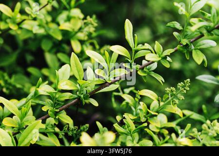 Frische grüne Blätter und junge Triebe an einem Strauchzweig im Frühling. Natürlicher Blattgrund mit üppiger Gartenvegetation, neuem Wachstum und sanftem Sonnenlicht. Stockfoto