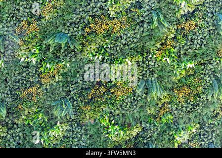 Eine Vollformat-Hintergrundtextur einer lebendigen grünen vertikalen Gartenwand, die eine dichte Mischung aus künstlichen Buchsbaumblättern, Farnen und kleinen gelben Blüten aufweist Stockfoto