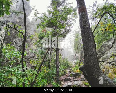 Ein Waldweg verläuft zwischen großen grauen Felsen und Bäumen. Im Vordergrund steht rechts ein Baumstamm mit grünen Sträuchern. Der Weg ist steinig und Stockfoto