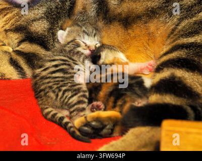 Winzige neugeborene Tabby-Kätzchen schlafen friedlich zusammen auf einer roten Decke. Nahaufnahme von zwei sehr jungen neugeborenen Kätzchen, die eng aneinander gekuschelt schlafen. Stockfoto