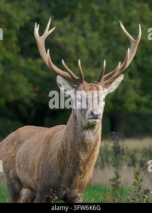 Rotwild-Hirsch während der Herbstbrunft, ein mächtiges Symbol für Männlichkeit und Dominanz. Stockfoto