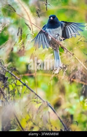 Dunkeläugiger Junco. Ein kleiner Vogel öffnet zwei Flügel und klettert über Graszweige am Nachmittagsabend im Herbst. Stockfoto