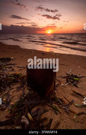 Eine Nahaufnahme eines kleinen dunklen Holzblocks, der zwischen grünem Seetang auf nassem Sand liegt und das intensive warme Licht einer tief stehenden Sonne über dem Meer reflektiert. Stockfoto