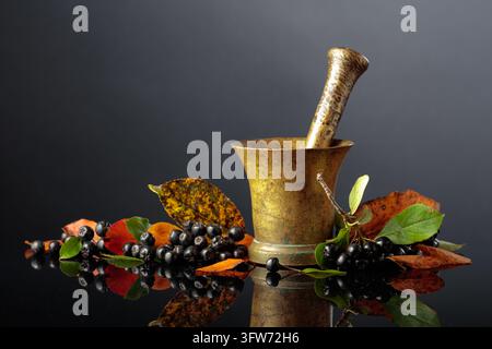 Frische, saftige Chokeberry mit bunten Blättern. Die Beeren und ein antiker Messingmörser sind vor einem glänzenden schwarzen Hintergrund platziert. Stockfoto